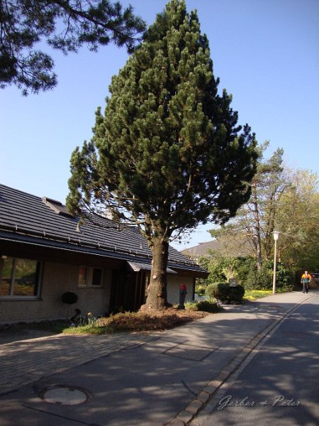 Haeckseldienst 06