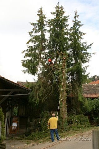 Haeckseldienst 31