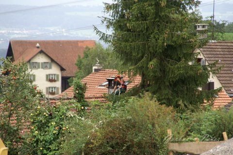 Haeckseldienst 33