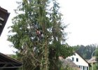 Haeckseldienst 30