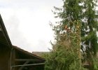 Haeckseldienst 32